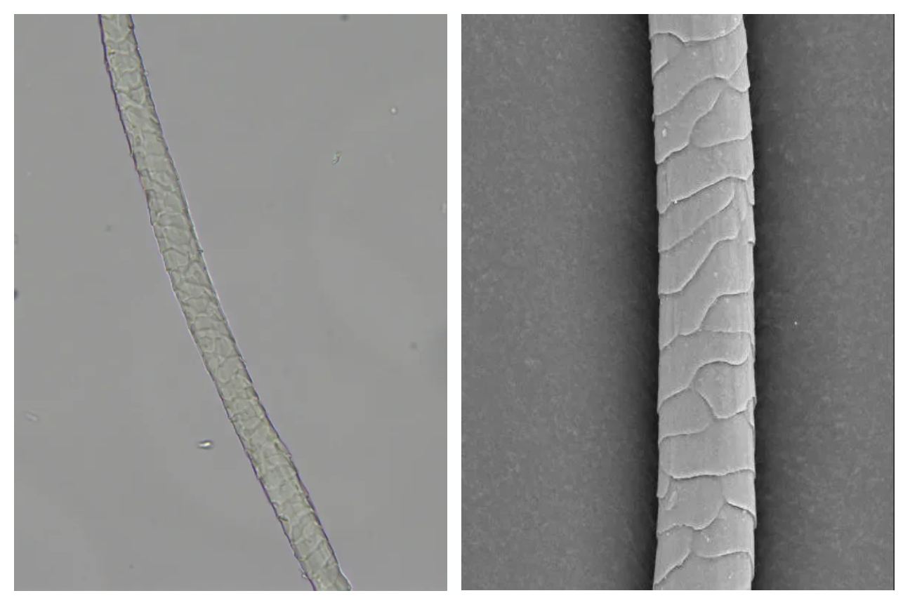 9888À˹ά¼Ó˹(¹É·Ý)ÓÐÏÞ¹«Ë¾-¹Ù·½ÍøÕ¾